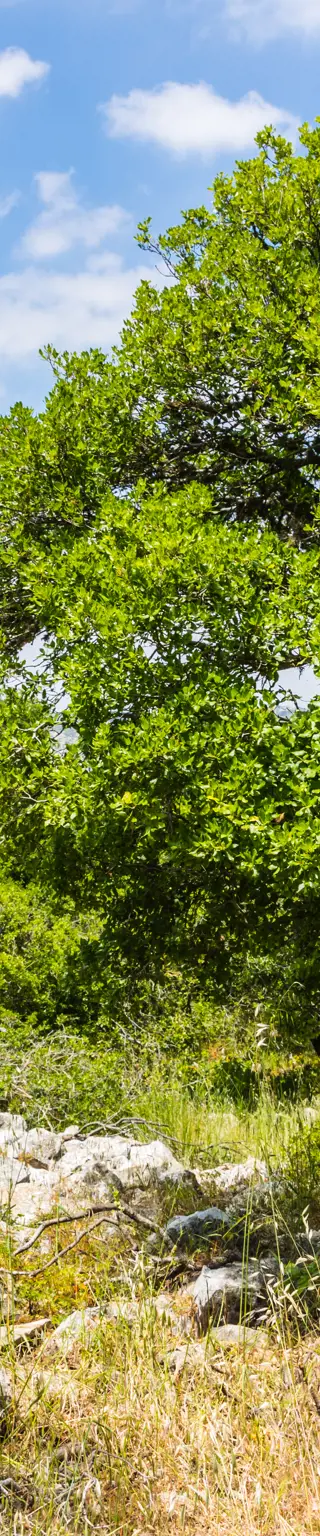 Mit dem Bike durch das Ajloun Forst Reserve
